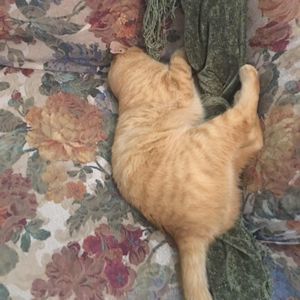 Meet your Posher, Grace